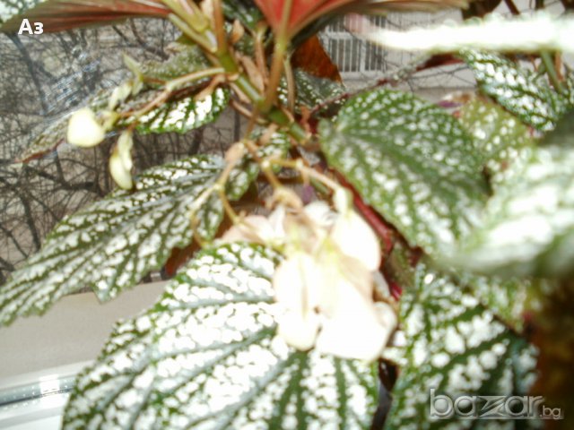 продавам цветя Бегонии Тамая, големи, снимка 11 - Стайни растения - 17533507