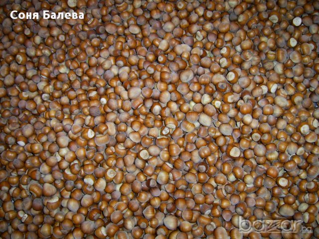 Разсад за лешници , снимка 4 - Сортови семена и луковици - 12465943