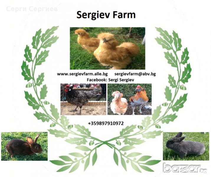 Sergiev Farm продава пилета и яйца от различни видове кокошки, снимка 1