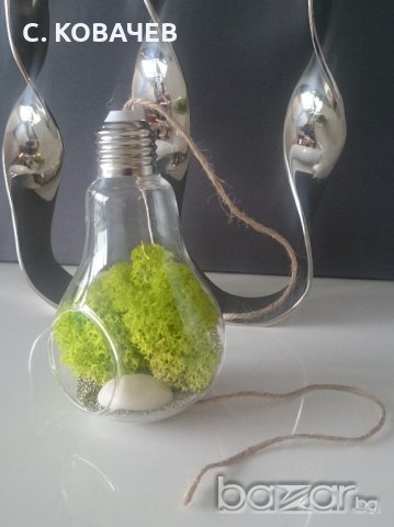 Уникална, модерна, стъклена арт декорация тип крушка от естествен мъх, снимка 3 - Декорация за дома - 18388892