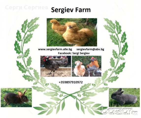 Sergiev Farm продава пилета и яйца от различни видове кокошки, снимка 1 - Кокошки и пуйки - 13584889