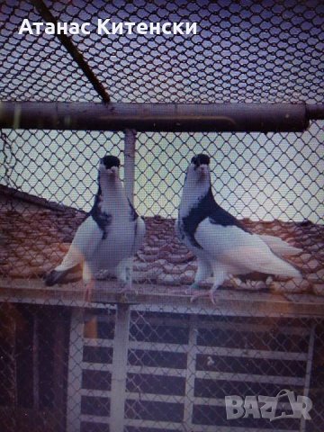 ПРОДАВАМ пазарджишки високо летачи-гълъби!, снимка 6 - Гълъби - 24799309