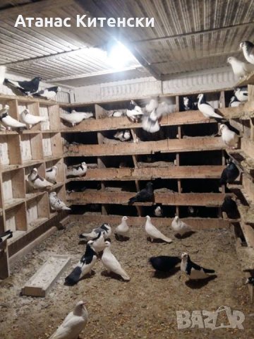 ПРОДАВАМ пазарджишки високо летачи-гълъби!, снимка 16 - Гълъби - 24799309