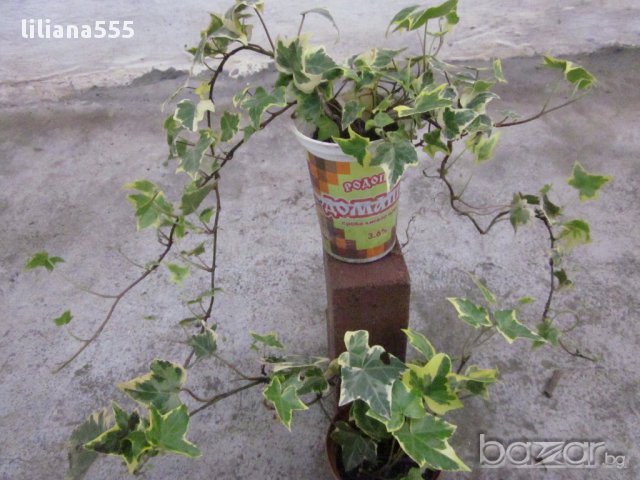 Бръшля̀н- за озеленяване стени,телени мрежи,  тераси и др, снимка 9 - Градински цветя и растения - 10636384