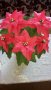 Коледна звезда, снимка 1 - Изкуствени цветя - 23726685