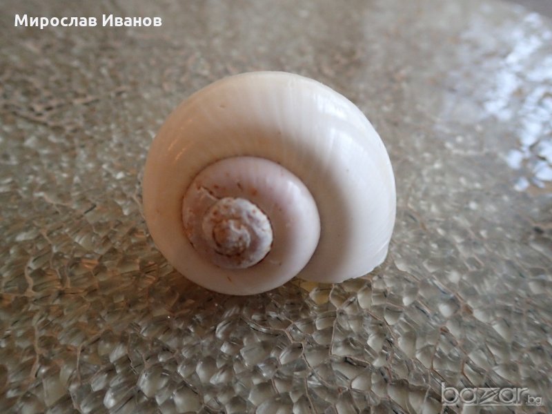 малка морска раковина , снимка 1