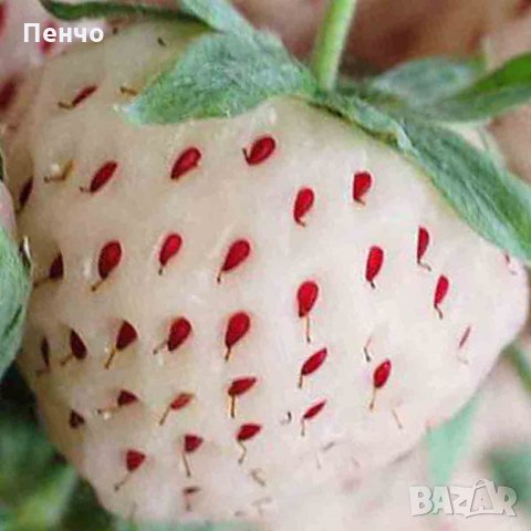 100 бр. бели ягодови семена от ягода вкусни ягоди отлични плодове с много  витамини без ГМО от САЩ, снимка 6 - Сортови семена и луковици - 24345374