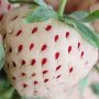 100 бр. бели ягодови семена от ягода вкусни ягоди отлични плодове с много  витамини без ГМО от САЩ, снимка 6