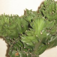 Еуфорбия Euphorbia lactea cristata variegata, снимка 4 - Стайни растения - 11704701