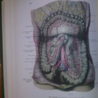 Атлас анатомии человека. Том 1,2,3, снимка 4 - Специализирана литература - 15942385