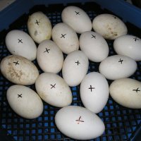 Румънски инкубатори(с ръчно завъртане на яйцата) , снимка 4 - За птици - 21428161
