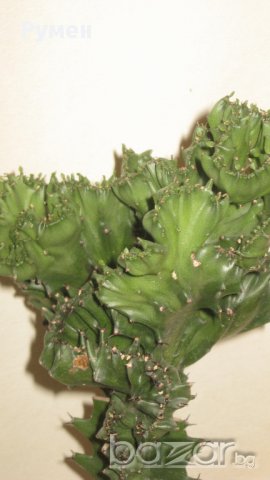 Еуфорбия Euphorbia lactea cristata variegata, снимка 4 - Стайни растения - 11704701