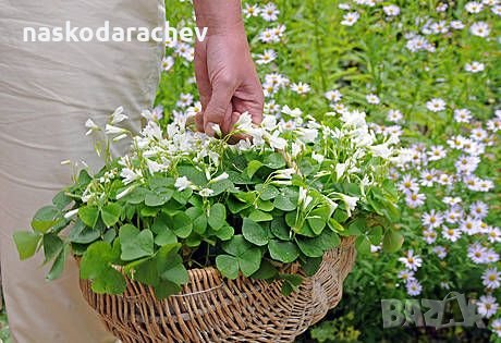 Кралска детелина, юка, здравец, драцена и др., снимка 4 - Градински цветя и растения - 21586275