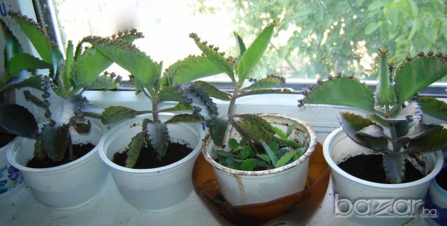 Продавам лековито растение Каланхое Дегремонтиана (наричано още "стаен Жен Шен", "домашен Доктор"), снимка 1 - Стайни растения - 7562864