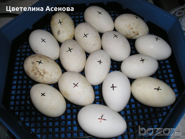 Румънски инкубатори(с ръчно завъртане на яйцата) , снимка 4 - За птици - 21428161