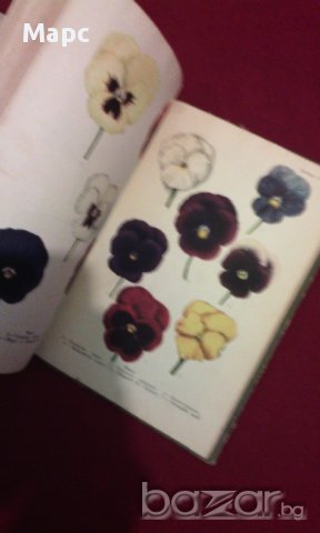 Однолетние цветочные растения, снимка 5 - Художествена литература - 11103613