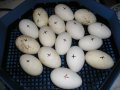 Румънски инкубатори(с ръчно завъртане на яйцата) , снимка 4