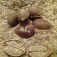 Семена от пауловния , снимка 2 - Сортови семена и луковици - 23852357