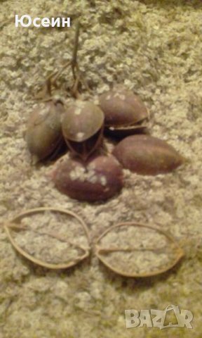 Семена от пауловния , снимка 2 - Сортови семена и луковици - 23852357