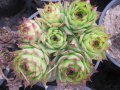 Зелен семпервивум, снимка 1 - Градински цветя и растения - 13932653
