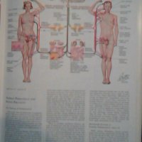 Endocrine system and selected metabolic diseases, снимка 3 - Специализирана литература - 23742753
