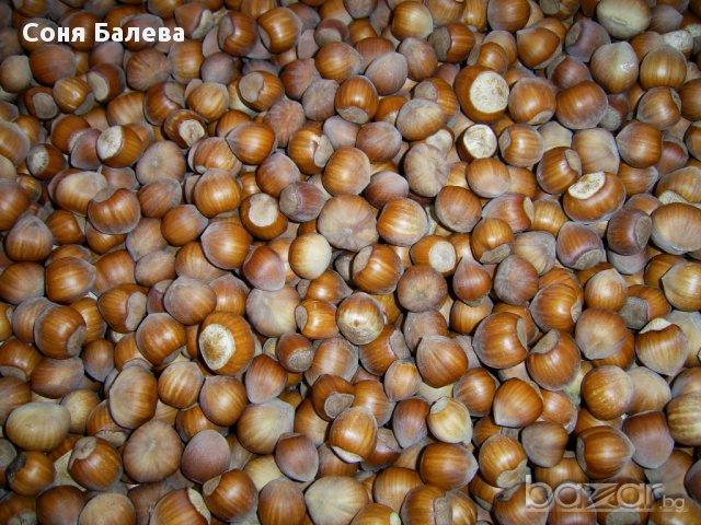 Разсад за лешници , снимка 5 - Сортови семена и луковици - 12465943