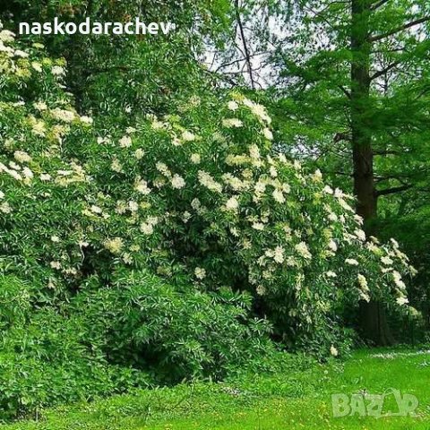 Фиданки Черен дървовиден бъз, Свирчовина (Sambucus nigra), снимка 5 - Градински цветя и растения - 23839592