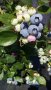 Американска боровинка(ЧАНДЛЪР) , снимка 1 - Градински цветя и растения - 23681042