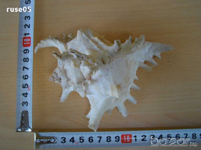 Раковина - 7, снимка 6 - Други ценни предмети - 14605247