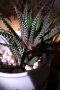 Продава Хавортия атенуата - много лесна за отглеждане, снимка 1 - Стайни растения - 14050907