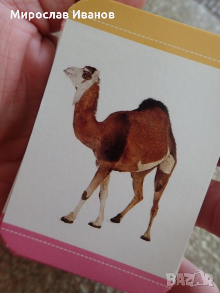 " Камила " - 48 бр. образователни карти с разли4ни животни , снимка 1