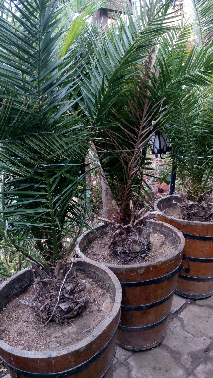 Давам под наем и продавам големи палми в дървени саксии и други растения в  Саксии и кашпи в гр. Варна - ID14321589 — Bazar.bg