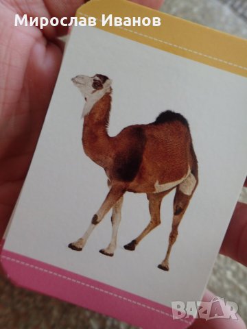 " Камила " - 48 бр. образователни карти с разли4ни животни , снимка 1
