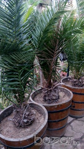 Давам под наем и продавам големи палми в дървени саксии и други растения, снимка 1 - Саксии и кашпи - 14321589