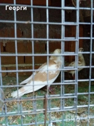 гугутки, снимка 7 - други­ - 25719703