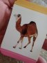 " Камила " - 48 бр. образователни карти с разли4ни животни 