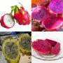 200 семена 4 ароматни екзотични вида питая редки драконови плодове от кактус, снимка 12