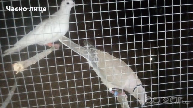 Смеещисе гугутки, снимка 5 - други­ - 19713401