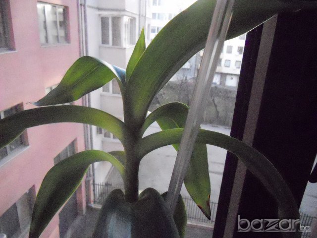 лечебната  билка кализиа, снимка 1