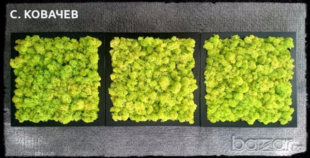 Уникални, модерни,свежи живи картини от естествен мъх.Градина в дома, снимка 8 - Декорация за дома - 19336040