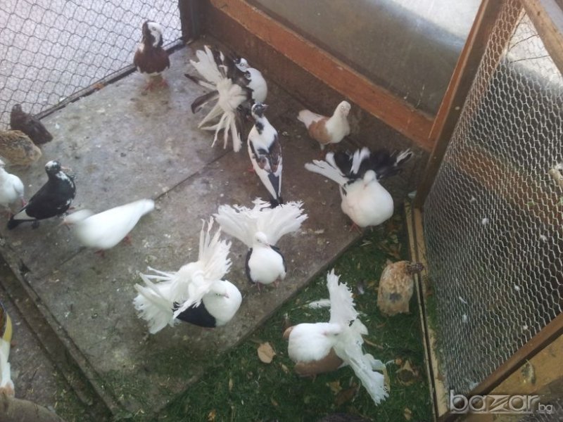 Продавам гълъби , снимка 1