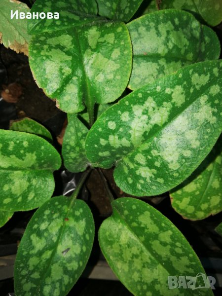 Пулмонариа, снимка 1