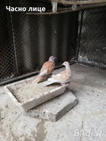 Смеещисе гугутки, снимка 5 - други­ - 24529605