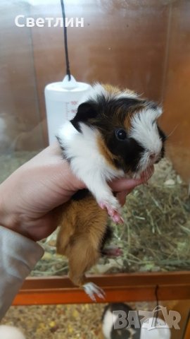 продавам малки морски свинчета, снимка 3 - Морски свинчета - 23359792