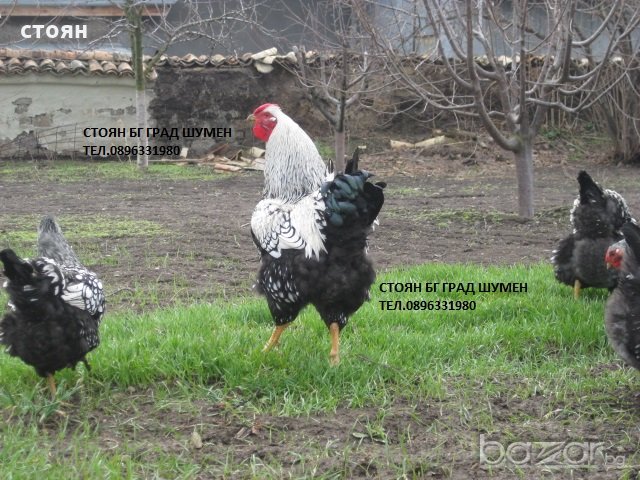 ПРОДАВАМ ЯЙЦА ЗА ЛЮПЕНЕ И ПИЛЕТА ОТ ЕЛИТЕН ГОЛЯМ ВИАНДОТ, снимка 2 - Кокошки и пуйки - 21142524