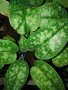 Пулмонариа, снимка 1 - Градински цветя и растения - 22532505