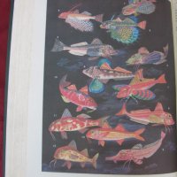 1983 год. Книга за животните и рибите Русия, снимка 14 - Други - 24608150