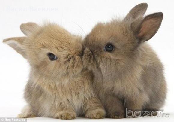 Продавам оборудване за мини зайчета , снимка 1