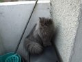 Персийски котенца , малки пухове , снимка 6