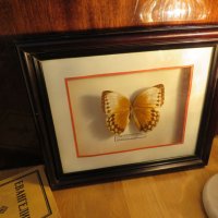Стар красив екземпляр на китайска пеперуда Stichophthalma howqua, снимка 6 - Декорация за дома - 22626176